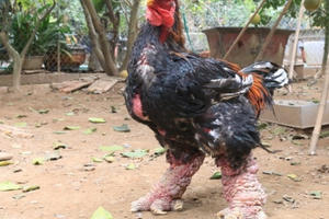 Gà Đông Tảo uống rượu tỏi, chân vảy rồng được đại gia "săn" làm quà Tết