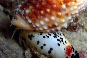 1 người chết, 7 người nhập viện trong tình trạng nguy kịch sau khi ăn ốc biển