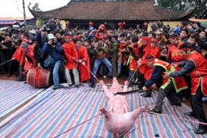Lễ hội chém lợn: Bàn chuyện phẫu thuật... thay đổi nhận thức ngàn đời!