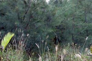 Trộm chó, nhóm thanh niên tiện thể hiếp dâm 2 thiếu nữ