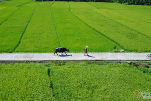 Rủ Tây ra đồng cưỡi trâu, dầm bùn phơi nắng... dân Hội An thu tiền đô