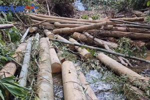 UBND huyện Văn Yên phản hồi thông tin vụ phá rừng không thương tiếc ở xã Châu Quế Thượng