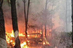 Triệu tập 1 phụ nữ liên quan đến vụ cháy rừng giữa nắng nóng đỉnh điểm