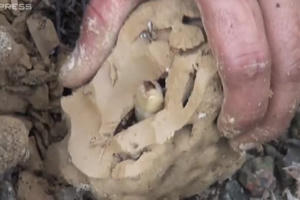 Bình Phước: Săn mối chúa trong rừng cao su kiếm tiền triệu mỗi ngày