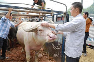 Cận cảnh khu chợ rao bán hàng nghìn con Trâu, Bò tại Bắc Kạn