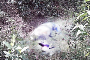 Quảng Nam: Phát hiện thi thể một người đàn ông đang phân hủy nặng