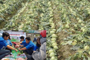 Bản tin Kinh tế Plus: “Giải cứu” hàng nghìn tấn nông sản “ế” cho nông dân