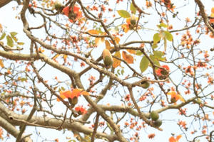 Xao xuyến sắc đỏ hoa gạo tháng 3