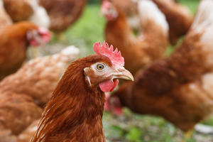 Cúm gia cầm H5N1 bùng phát ở Malaysia