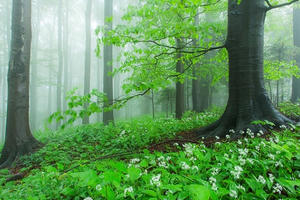 Lặng người vẻ đẹp nơi biên giới Ba Lan - Slovakia