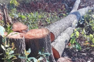 Gia Lai: Khoảng 30 người rủ nhau vào phá rừng, cưa hạ trên 100 cây gỗ lớn