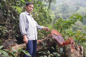Tuyên Quang: Hai đối tượng khai thác gỗ nghiến trái phép Tuyên Quang: Hai đối tượng khai thác gỗ nghiến trái phép