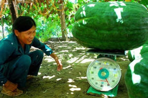 Những loại rau quả cực 'khủng'