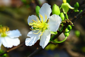 Dự báo thời tiết ngày 11/2: Bắc Bộ trời lạnh ngày đầu tiên đi làm