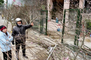 Không tạo thêm thủ tục làm ách tắc tiêu thụ đào dân trồng