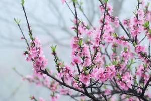 Chỉ đạo mới của Tổng cục Thi hành án dân sự trong thời gian nghỉ Tết