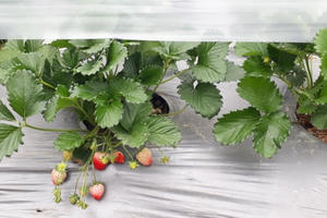 Người nông dân đầu tiên đưa cây dâu tây về trồng ở Văn Chấn