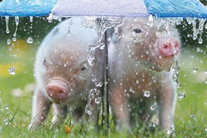 Thú vị bộ sách ảnh “thông thái” xoay quanh... những chú lợn