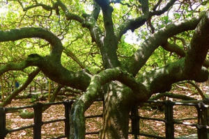 Kỳ lạ cây đào lộn hột lớn nhất thế giới to gấp đôi sân bóng đá