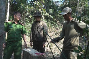 Đắk Lắk: Bắt nhóm đối tượng đang đưa gỗ ra khỏi rừng