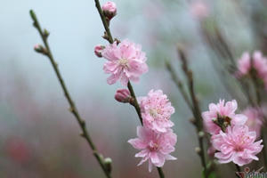 Chọn tuổi xông nhà, xông công ty mang lại tài lộc năm 2020