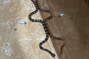 Ớn lạnh khi rắn độc liên tục bò vào nhà dân ở Nghệ An "thăm" gia chủ