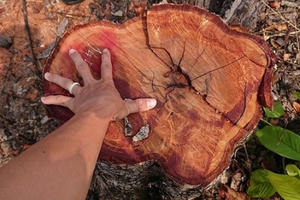 Đắk Lắk: Hàng chục ha rừng bị đốt, chặt phá ở huyện biên giới Ea Súp