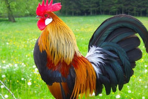 Những tuổi xông nhà đẹp nhất năm Giáp Thìn 2024