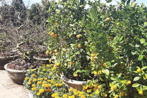 Rực rỡ sắc Xuân trên phố núi Đà Lạt