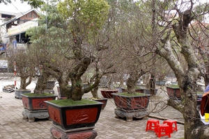 Những cây đào "khủng" rục rịch lên phố đón Tết