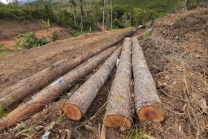 Hiện trường vụ phá hơn 2ha rừng ở Đam Rông