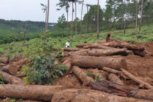 Lâm Đồng: Phát hiện nhiều lóng gỗ thông chôn sâu dưới đất