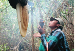 “Săn mật” giữa rừng U Minh