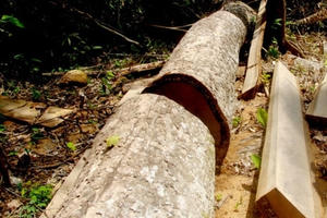 Quảng Nam: Bắt tạm giam Phó Giám đốc BQL rừng phòng hộ Đắk Mi