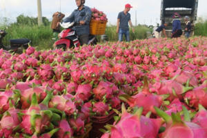 Thanh long tăng giá, nông dân an tâm sản xuất trở lại