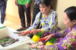 Kiên Giang: Bắt quả tang 1 cơ sở đang bơm tạp chất vào tôm