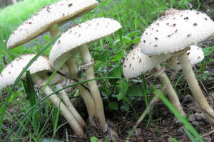 Tăng cường phòng chống ngộ độc thực phẩm do độc tố tự nhiên