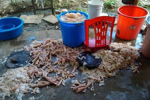 Phạt 15 triệu đối với cơ sở dùng thịt lợn bẩn để sản xuất nem chua