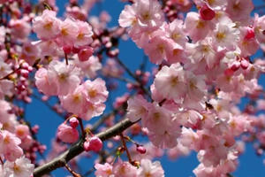 Chiêm ngưỡng sắc hoa anh đào đẹp hút hồn từ Tokyo tới Mỹ