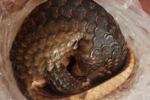 Nghệ An: Bắt đối tượng vận chuyển gần 25kg động vật quý hiếm