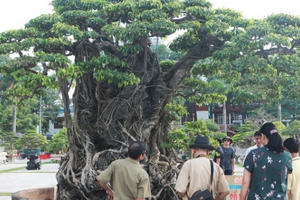 Sanh lá mũi hài ký đá cổ nhất châu Á, đại gia đổi 8 lô đất vẫn không bán