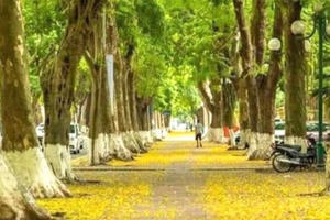 Những phố hàng, những vỉa hè thương nhớ