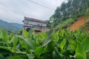 Dự án trồng và sản xuất miến dong Sơn Động còn thiếu chứng từ thanh toán