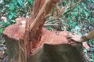 Tỉnh Đắk Lắk chỉ đạo khẩn sau loạt bài phá rừng Pháp luật Plus phản ánh, nhưng cấp dưới "túc tắc" báo cáo