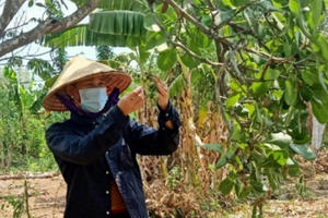 Bà Rịa - Vũng Tàu: Nông dân trồng Điều âu lo khi sản lượng giảm, giá thành thấp