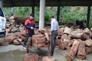 Bỏ lại 131 thớt nghiến, “lâm tặc” bỏ trốn lên rừng tại Tuyên Quang