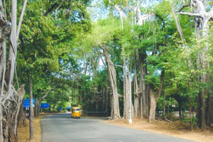 Độc đáo trường Đại học giữa vườn quốc gia tại Ấn Độ