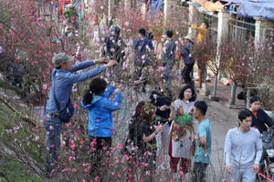 Để cánh đào thắm hơn và một cái Tết đủ đầy cho tất cả