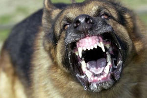 Cụ bà bị chó cắn tại Hà Nội: Chủ chó bị xử lý như thế nào?