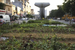 “Nghìn lẻ một” chốn trồng rau độc nhất vô nhị chỉ có ở Việt Nam